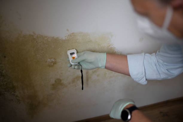 Best Best Mold Removal Companies  in Wakefield, NE