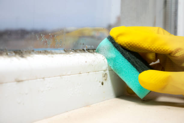 Best Mold Damage Repair  in Wakefield, NE