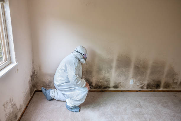 Trusted Wakefield, NE Mold Removal Experts
