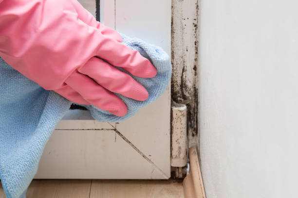Best Office Mold Removal Services  in Wakefield, NE